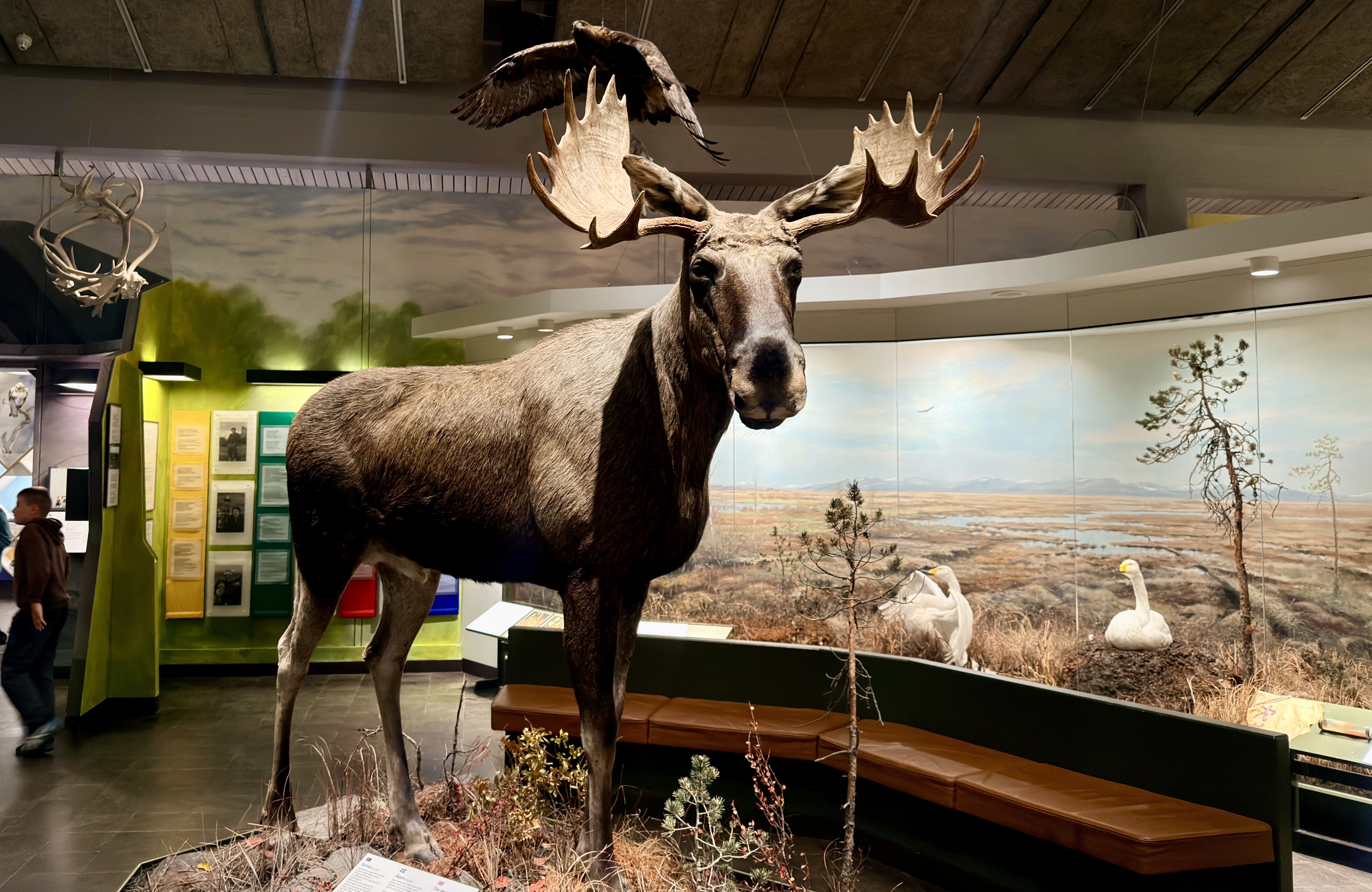 Our Experience Visiting Ájtte: The Swedish Mountain and Sami Museum in Jokkmokk