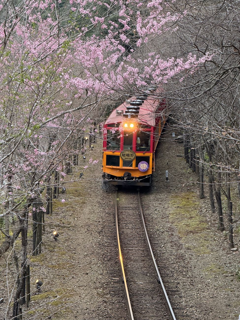 Is Alishan Worth Visiting? My honest take for your 2027 trip